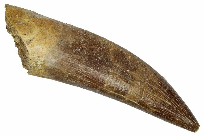 Fossil Plesiosaur (Zarafasaura) Tooth - Morocco #344239